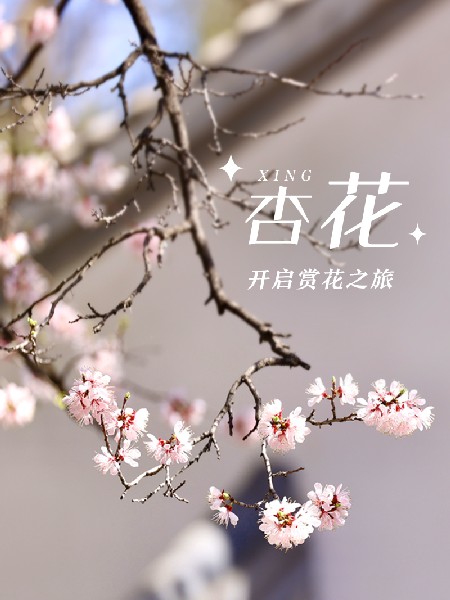 追花指南第六期！杏花雨 楊柳風(fēng) 北京最美的杏花在這里