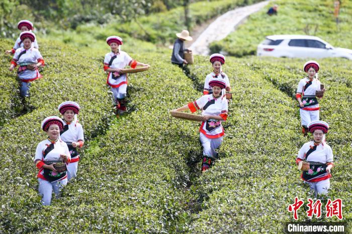 白族村民走進(jìn)茶園采摘?！钊A峰 攝