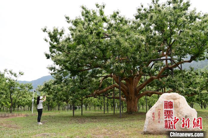 河北寬城：長城腳下千樹萬樹“栗”花開