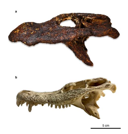 國際最新研究發(fā)現(xiàn)新的古代亞洲短吻鱷屬物種與揚子鱷親緣很近