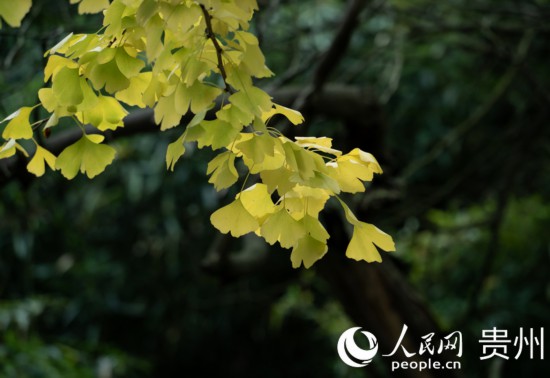 觀山湖公園秋意漸濃。人民網(wǎng) 陽茜攝