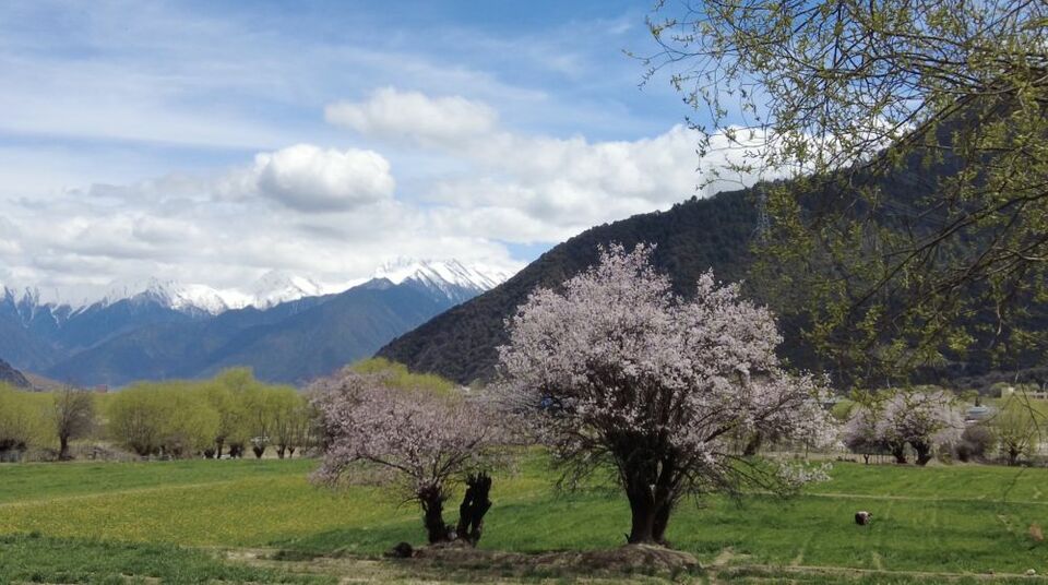 文旅新探｜西藏林芝桃花行