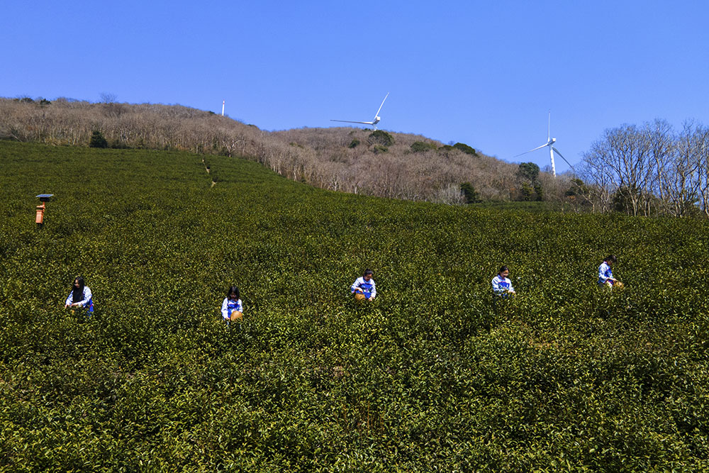 茶農(nóng)們搶抓晴好天氣采摘春茶。楊云中攝