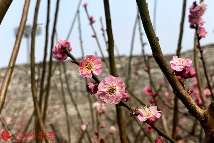 明城墻遺址公園梅花初綻。 人民網(wǎng) 池夢蕊攝