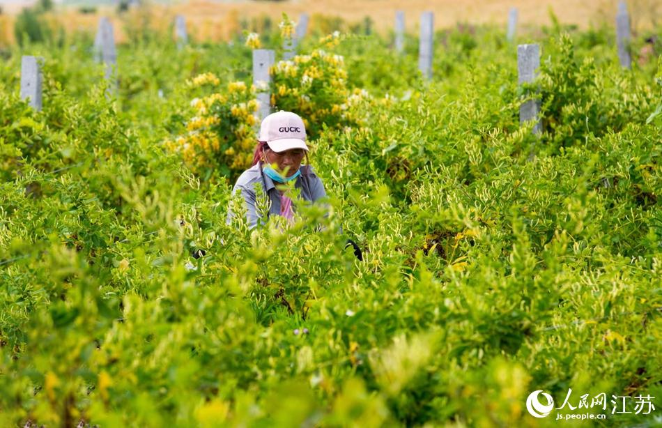 淮安市淮安區(qū)復興鎮(zhèn)的金銀花進入采摘黃金期。紀星名攝