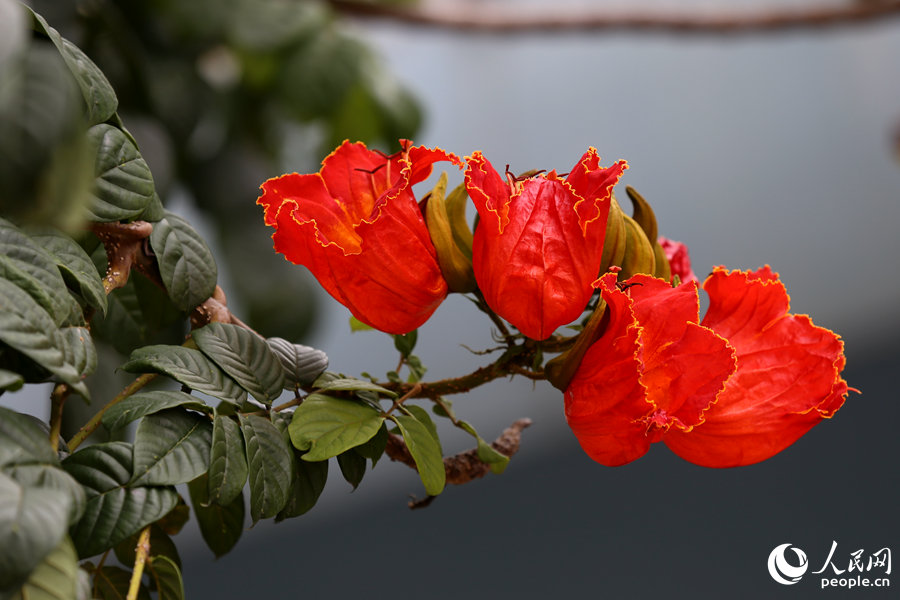 火焰木花朵呈紅色或橙紅色。人民網(wǎng) 陳博攝