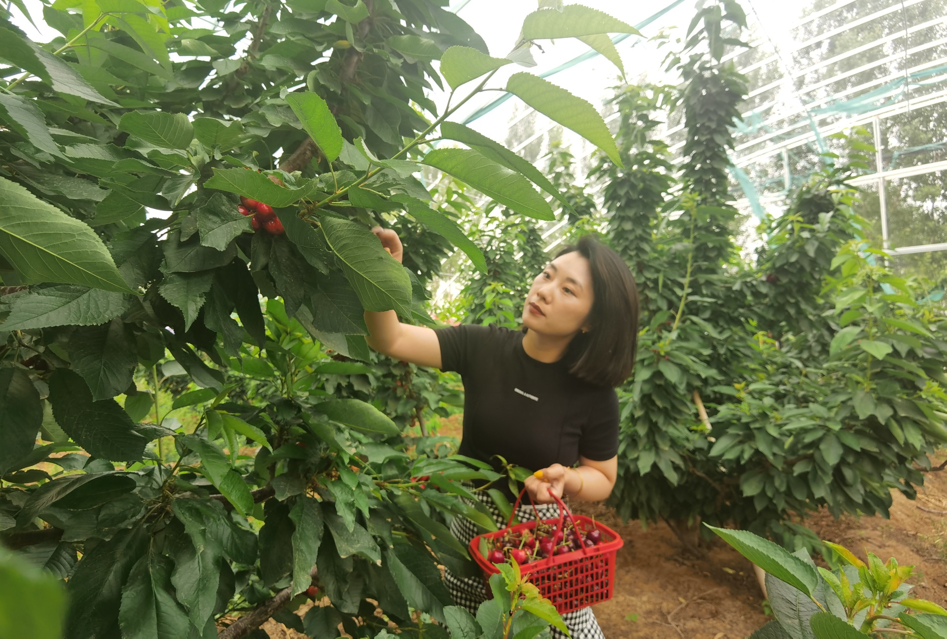 穿行林間，游客摘下一串串“紅瑪瑙”，感受鄉(xiāng)村別樣風景。 劉柯旋攝