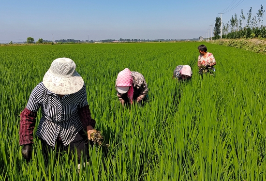 7月15日，農(nóng)民在河北省玉田縣石臼窩鎮(zhèn)王家樓村稻田勞作。 張仁杰攝