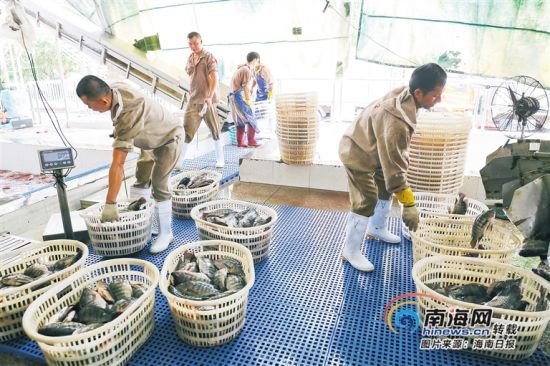 海南勤富食品有限公司工人將剛捕撈的羅非魚進(jìn)行分裝加工。海南日?qǐng)?bào)記者 張茂 攝