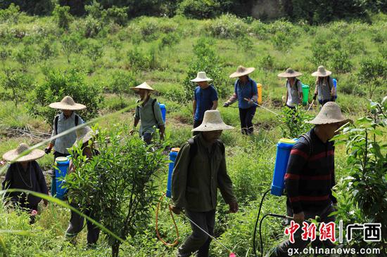 8月18日，在廣西柳州市融安縣大良鎮(zhèn)古蘭村古蘭屯，村民在金桔基地打藥。譚凱興 攝