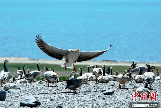 圖為青海濕地生態(tài)。(資料圖) 談林明 攝