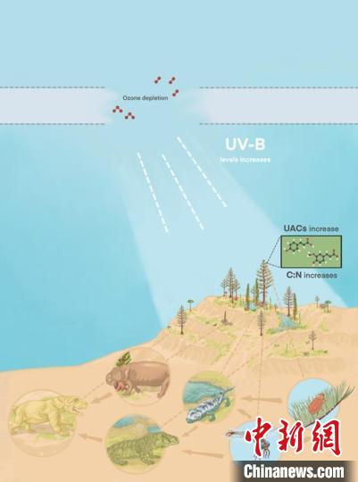 臭氧層破壞引起的紫外線輻射增加對(duì)陸地食物鏈的影響?！∧瞎潘?供圖