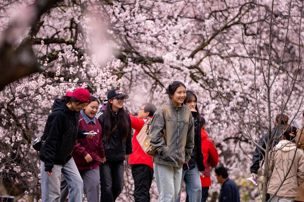 桃花盛開惹人醉，八方游客賞花來。徐馭堯攝