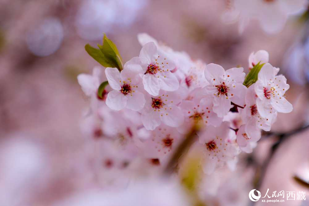 桃花盛開惹人醉。人民網(wǎng)記者 次仁羅布攝