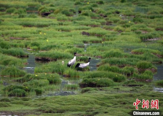 圖為祁連山國家公園青海片區(qū)內(nèi)的黑頸鶴?！∑钸B山國家公園青海省管理局供圖 攝