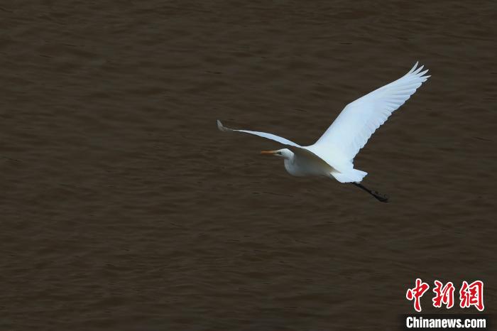 青?！澳赣H河”湟水水質(zhì)改善引鷺鳥嬉戲