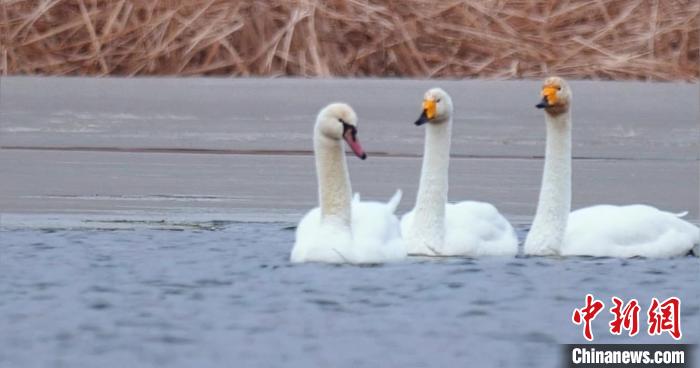 圖為疣鼻天鵝與大天鵝。　青海國家公園觀鳥協(xié)會供圖 攝