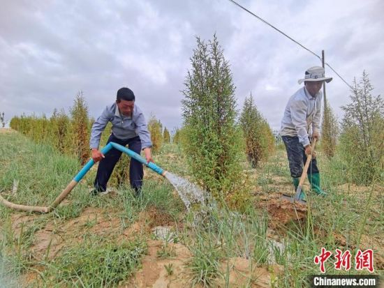 圖為扎西和村民給樹澆水?！∑钤鲚怼z