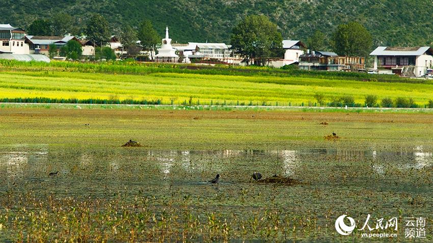 納帕海成為鳥類遷徙停留地。呂昊辰攝