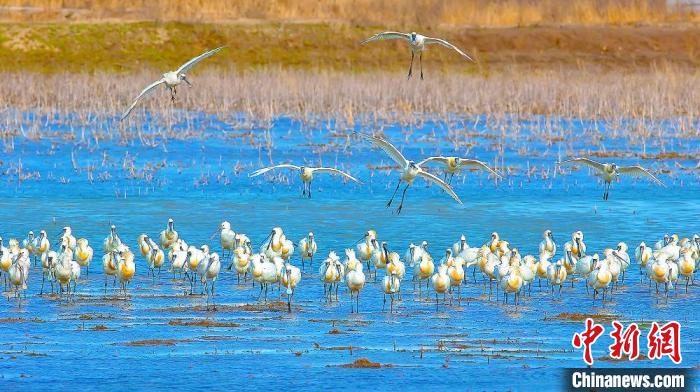 沿海濕地，鳥類天堂?！←}城市委宣傳部供圖