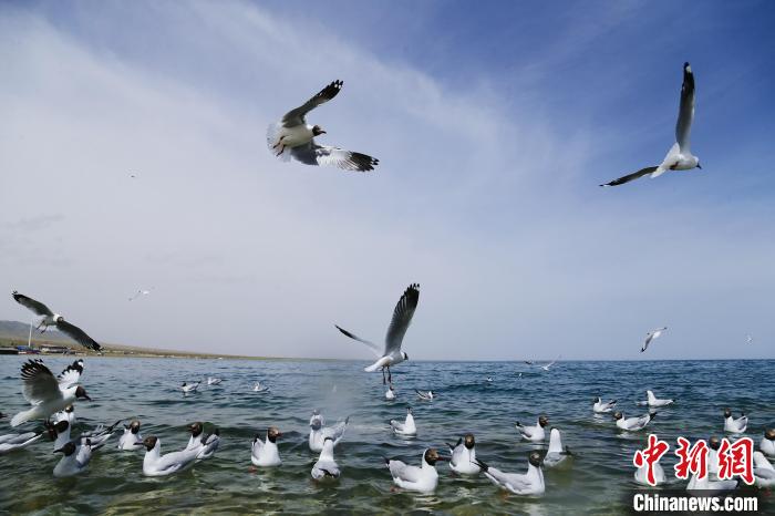 圖為水鳥在青海湖飛翔?！●R銘言 攝