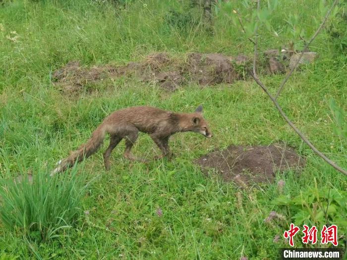 青?；ブ骄戎鷩叶壉Ｗo(hù)野生動物赤狐