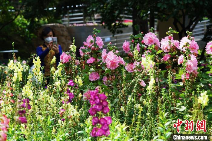 圖為市民在西寧園林植物園內(nèi)賞花拍照?！●R銘言 攝