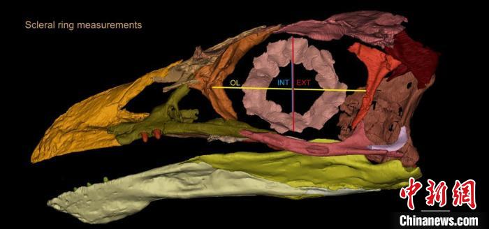熱河鳥STM3-8化石標(biāo)本的鞏膜環(huán)復(fù)原及測(cè)量示意圖?！『?供圖