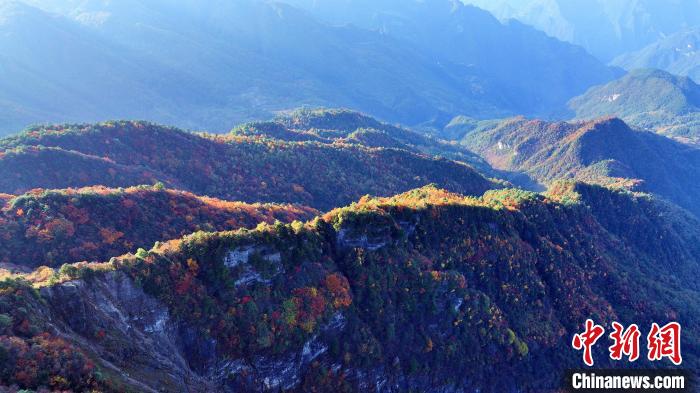 四川巴山大峽谷彩林迎來最佳觀賞期