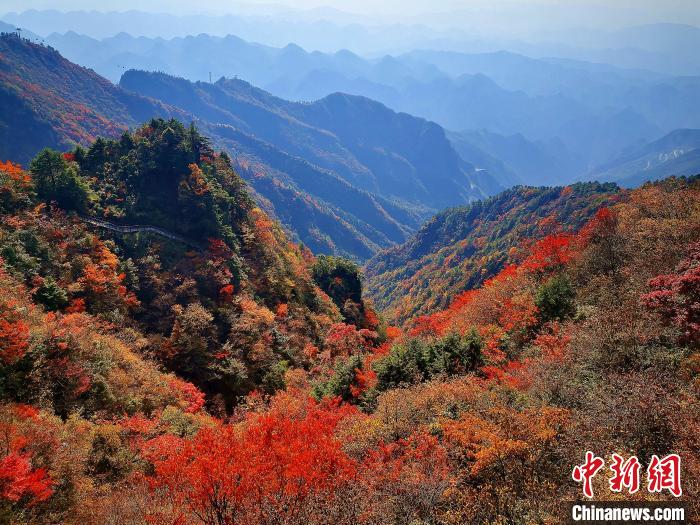 巴山大峽谷漫天紅葉?！埰?攝