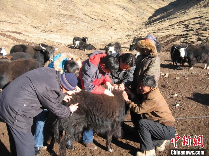 資料圖為研究團(tuán)隊(duì)在青南高原地區(qū)開(kāi)展了牦牛寄生蟲(chóng)病流行病學(xué)和防治技術(shù)研究?！?青海省畜牧獸醫(yī)科學(xué)院供圖