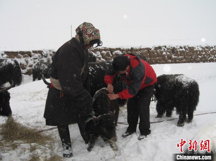 資料圖為研究團(tuán)隊(duì)在達(dá)日縣檢查牛背部皮蠅幼蟲(chóng)感染情況?！?青海省畜牧獸醫(yī)科學(xué)院供圖