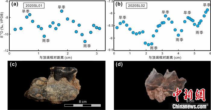 本次研究中的犀牛牙齒化石及氧同位素特征。　中科院青藏高原所 供圖