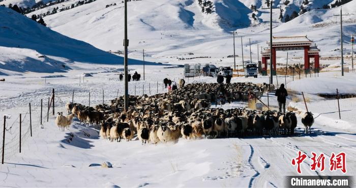 圖為村民在雪地上放牧?！《继m縣融媒體中心供圖