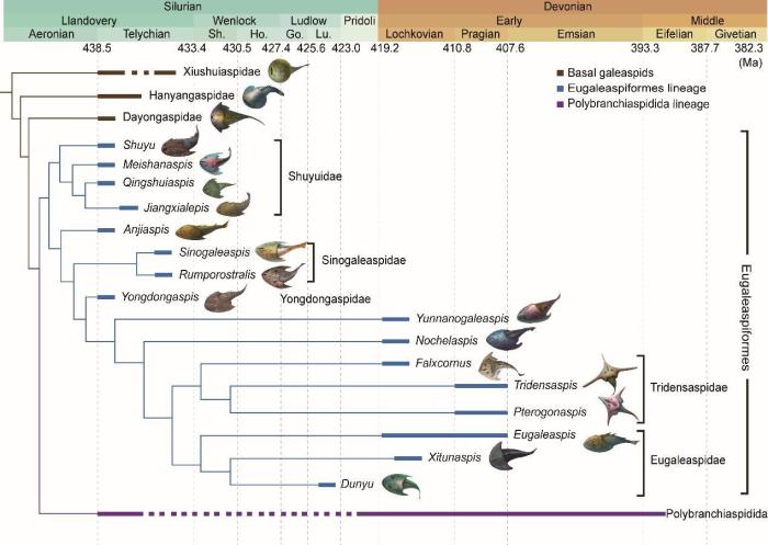 盔甲魚類的系統(tǒng)發(fā)育關(guān)系及地史分布?！≈锌圃汗偶棺邓?供圖