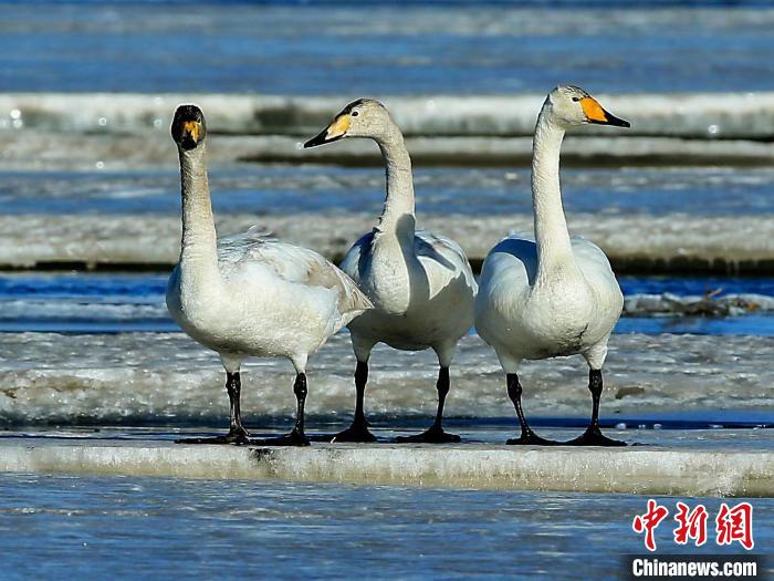 圖為三只天鵝在湖面上曬太陽。　何啟金 攝