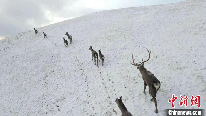 圖為馬鹿群在雪地里行走?！〔湃?攝