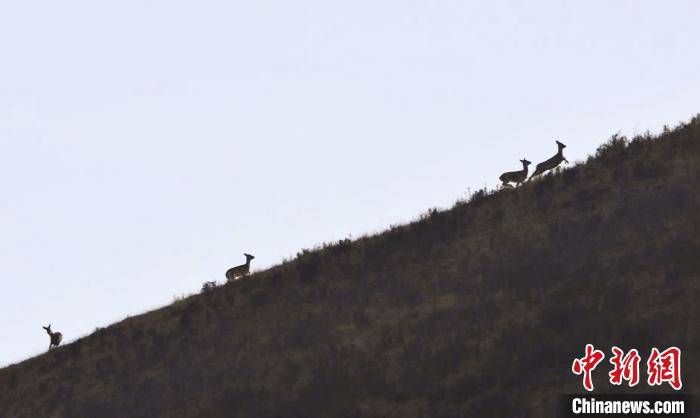 圖為狍鹿在山坡上漫步。　才項(xiàng)南加 攝