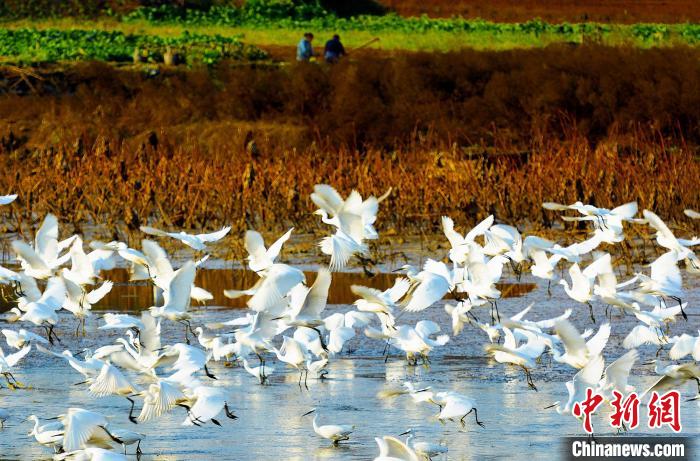 成都白鷺灣濕地公園?！“討?攝