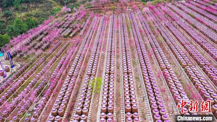 灼灼桃花惹人醉?！㈡?攝