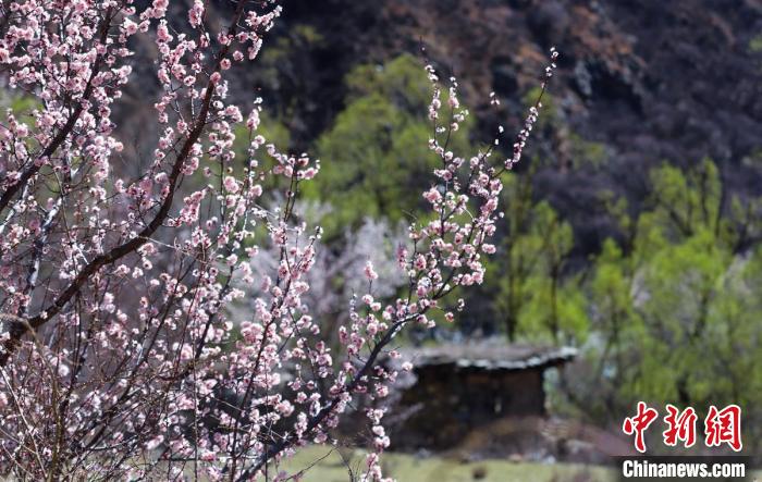 白玉縣河谷間盛開的桃花?！“子袢诿?攝