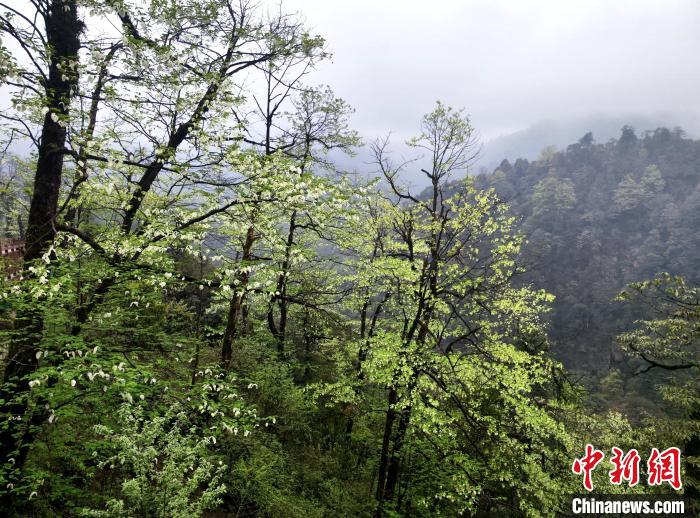 珙桐花朵潔白素雅，與青山雨霧融為一體。　呂楊 攝