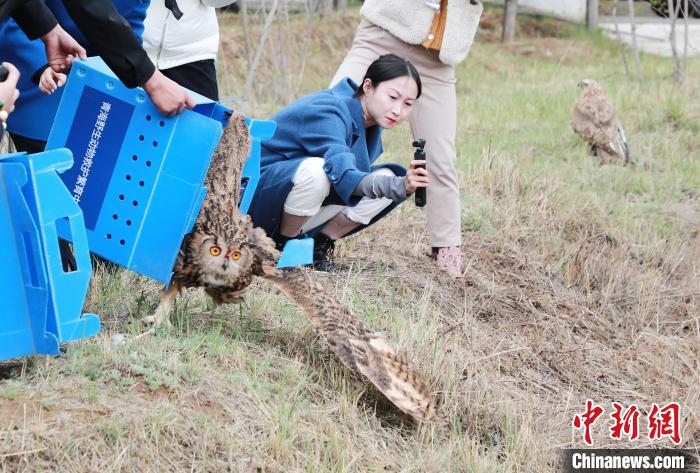 圖為西寧野生動(dòng)物園救護(hù)的雕鸮在西寧市放歸大自然?！●R銘言 攝