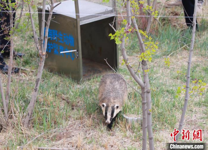 圖為西寧野生動(dòng)物園救護(hù)的狗獾在西寧市放歸大自然?！●R銘言 攝