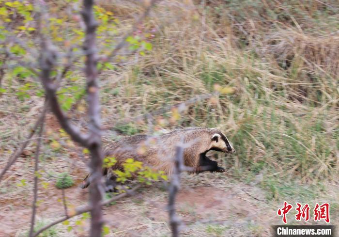 圖為西寧野生動(dòng)物園救護(hù)的狗獾在西寧市放歸大自然?！●R銘言 攝