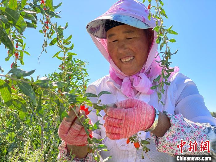 青海：現(xiàn)代農業(yè)產業(yè)園帶動20余萬農牧民增收