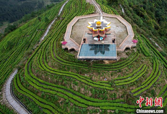 圖為西藏林芝市墨脫縣背崩鄉(xiāng)格林村山頂?shù)木坝^茶園。(無人機照片) 李林 攝