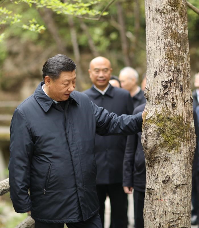 2020年4月20日，中共中央總書(shū)記、國(guó)家主席、中央軍委主席習(xí)近平在陜西考察調(diào)研。這是習(xí)近平在位于商洛市柞水縣的秦嶺牛背梁國(guó)家級(jí)自然保護(hù)區(qū)，考察秦嶺生態(tài)保護(hù)情況。 新華社記者 鞠鵬 攝