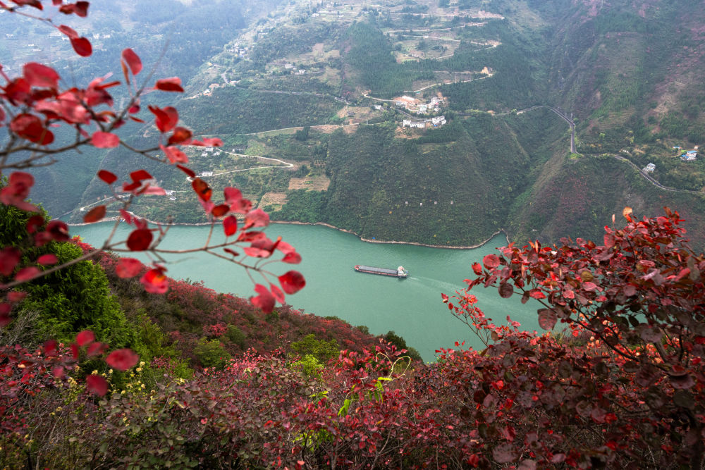 船舶行駛在紅葉掩映下的長江三峽重慶市巫山縣水域（2023年11月30日攝）。新華社記者 肖藝九 攝