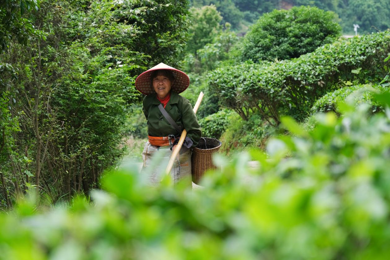 2024年4月24日，湖南省衡陽市耒陽市龍?zhí)伶?zhèn)江頭貢茶葉種植專業(yè)合作社，村民在茶山采摘茶葉，實現(xiàn)了家門口就業(yè)。